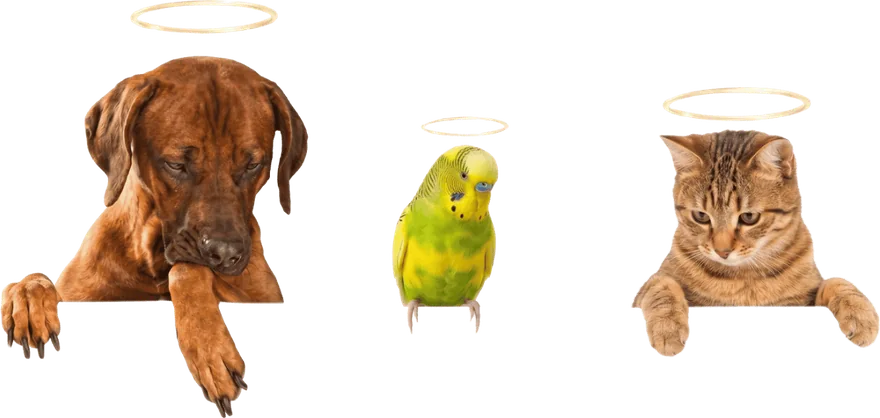 Un chien, une perruche et un chat avec une auréole